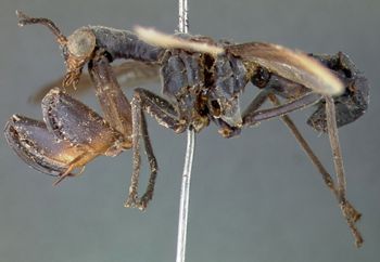 Media type: image; Entomology 10417   Aspect: habitus lateral view